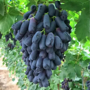 Sweet Sapphire Grape Seeds | Limited Stock | Order Now